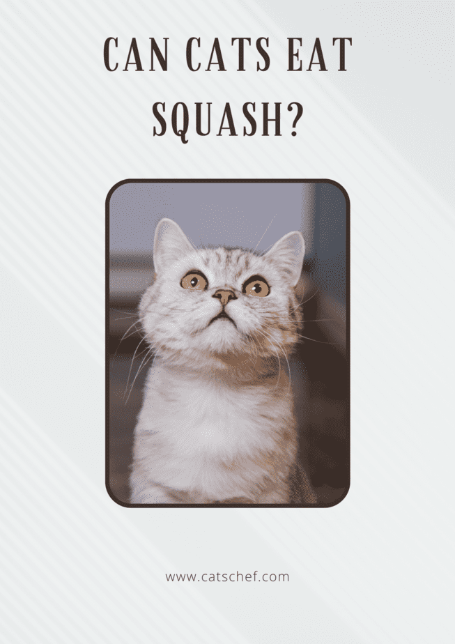 Can Cats Eat Squash?