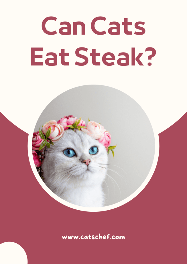 Can Cats Eat Steak?