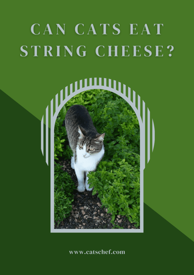 Kediler String Peyniri Yiyebilir mi?