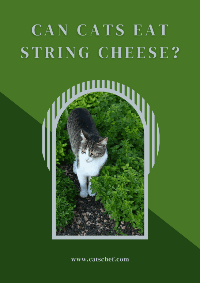 Can Cats Eat String Cheese?