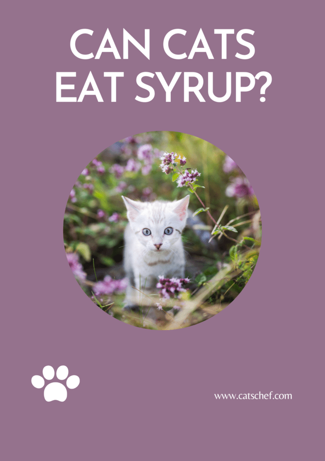 Can Cats Eat Syrup?