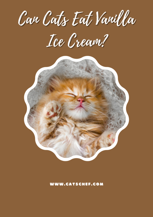 can-cats-eat-vanilla-ice-cream-what-s-inside-the-scoop