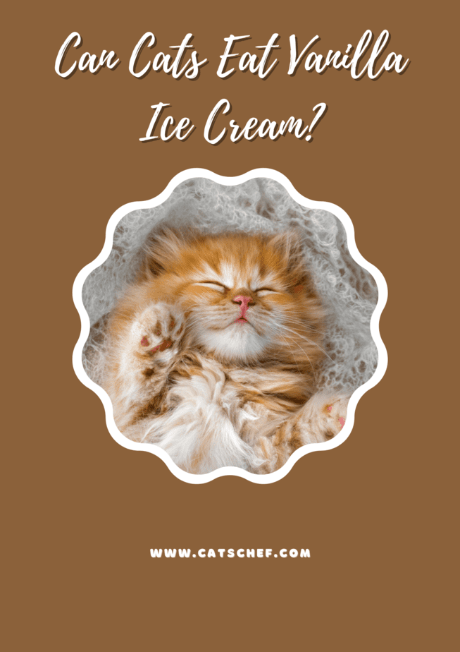 Can Cats Eat Vanilla Ice Cream?