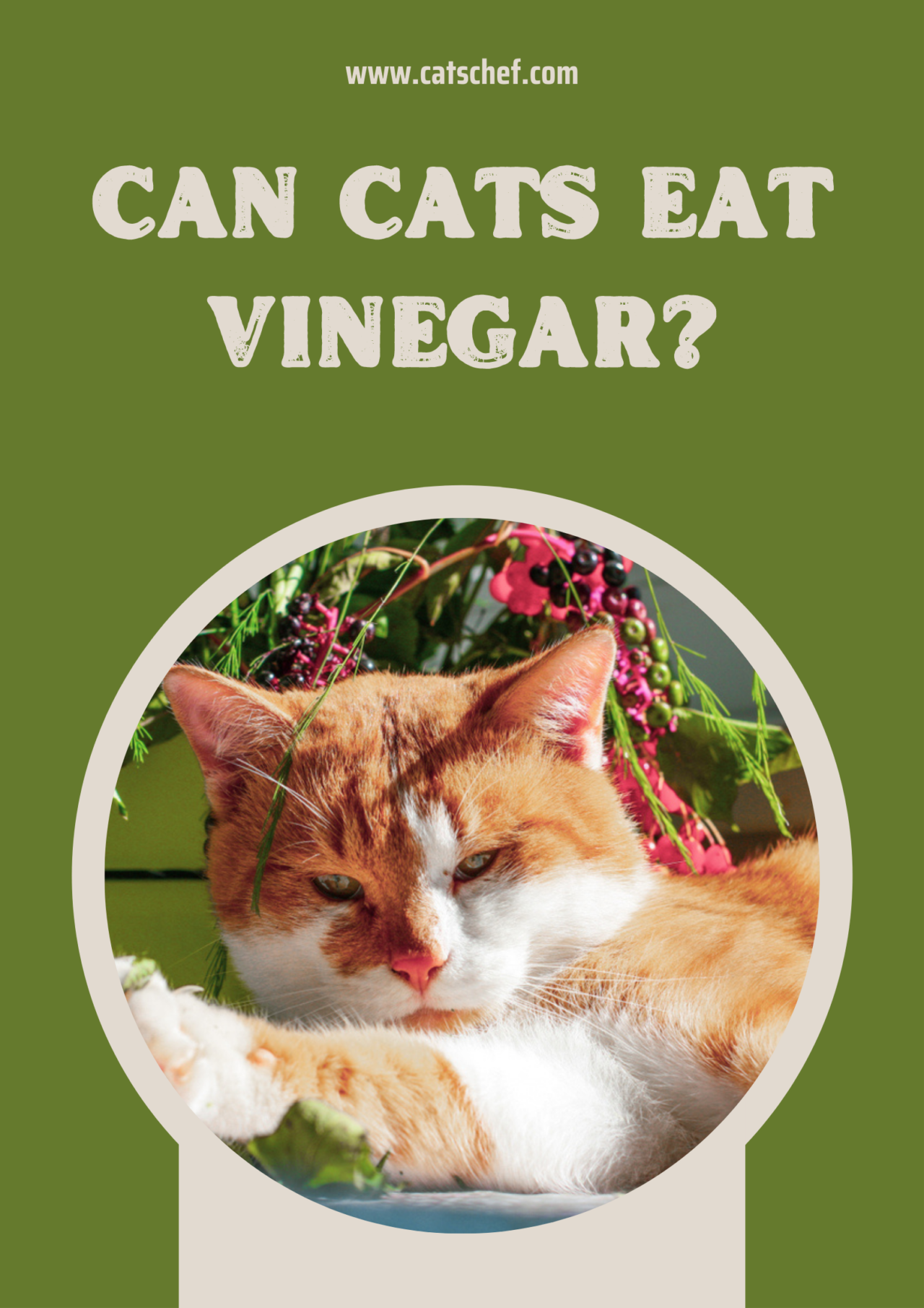 Can Cats Eat Vinegar? Is This Sour Solution Safe For Your Feline Friend?