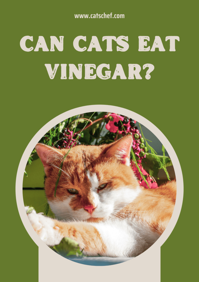 Can Cats Eat Vinegar?