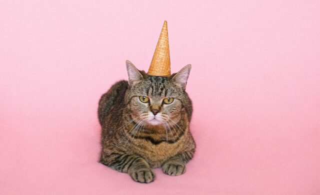 can cats eat candy