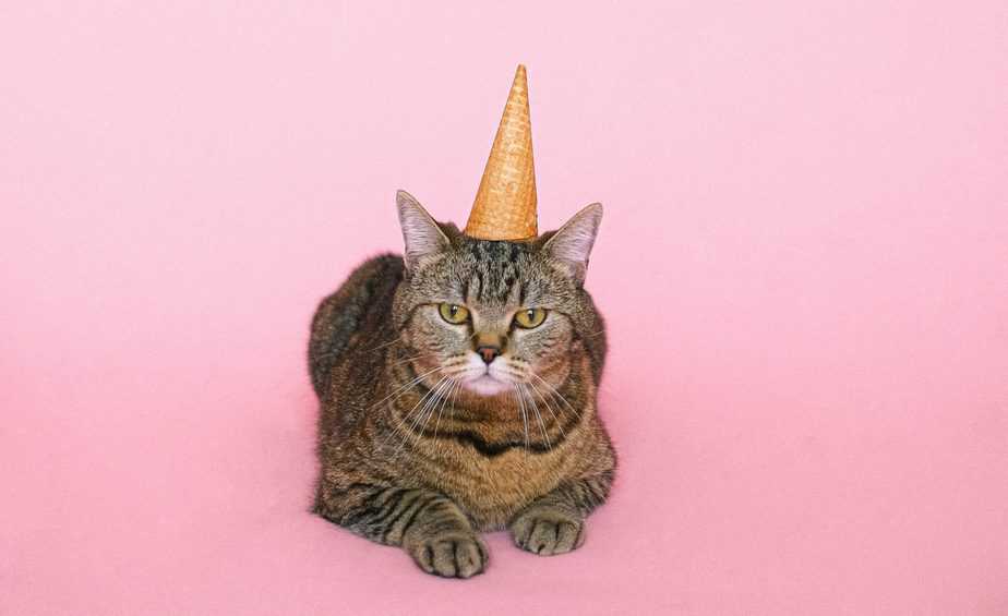 Can Cats Eat Candy Are These Sweet Treats Worth Melting For 