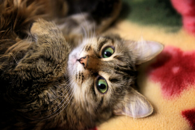 can cats eat cashews