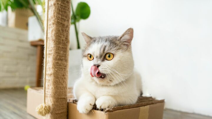 Can Cats Eat Chicken Bones? Are They Safe For Your Furry Friend?