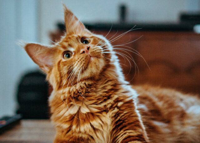 can cats eat chocolate ice cream