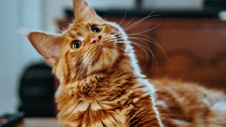 Can Cats Eat Chocolate Ice Cream Stairway To Heaven Or Maybe Not 