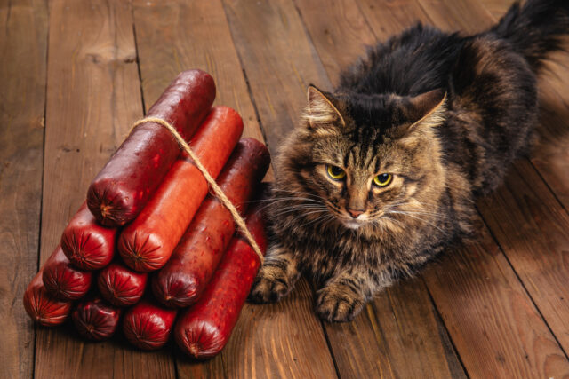 can cats eat chorizo