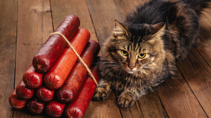 Kediler Chorizo Yiyebilir mi? Bu İkram Kedinizi Riske Atıyor mu? 