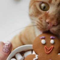 kediler kurabiye yiyebilir mi