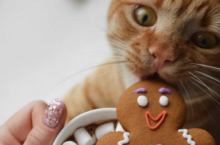 cat eating cookies