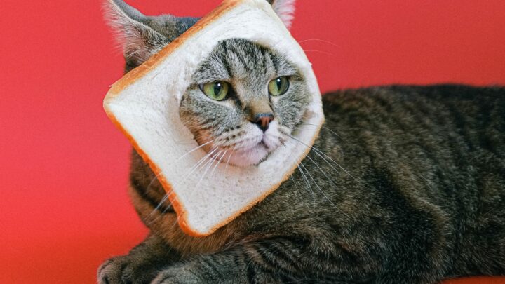 Can Cats Eat Garlic Bread? A Much Kneaded Conversation!
