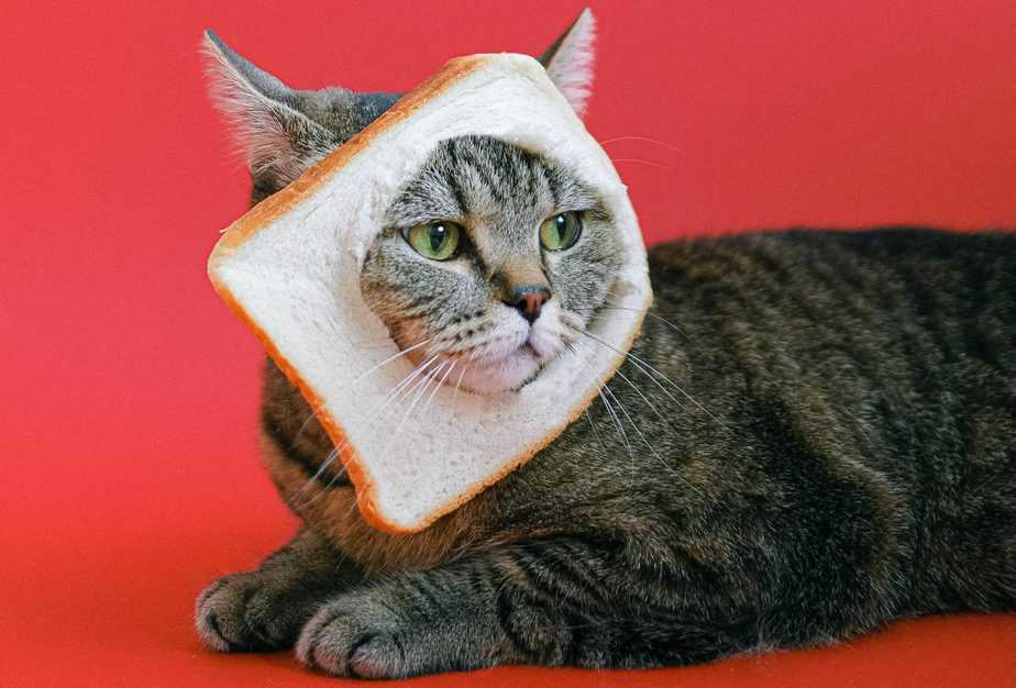 can cats eat garlic bread