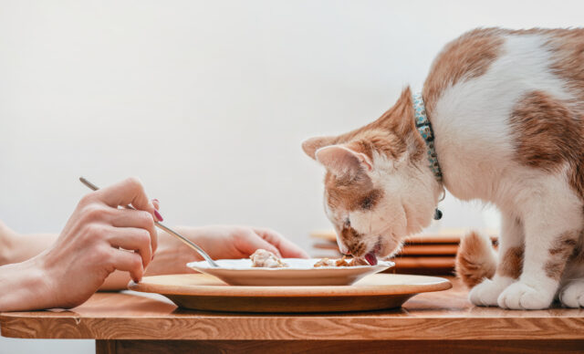 can cats eat grits
