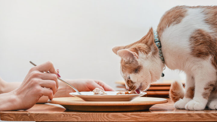 Kediler Grits Yiyebilir mi? Bu Kahvaltı Seçeneği "Evet" mi Yoksa "Hayır" mı Alır?