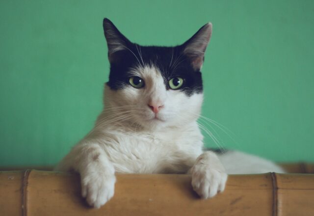 can cats eat limes