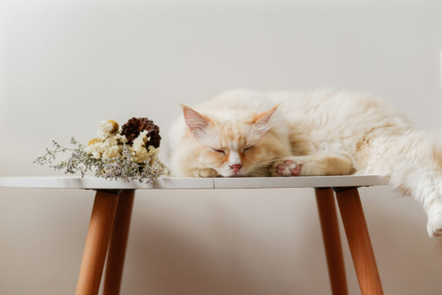 can cats eat nutella