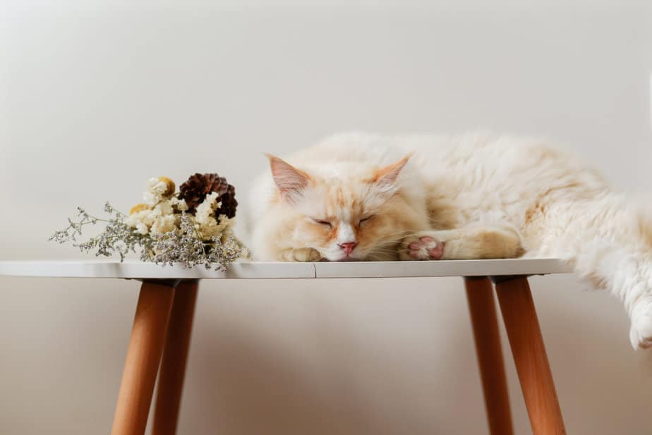 can cats eat nutella