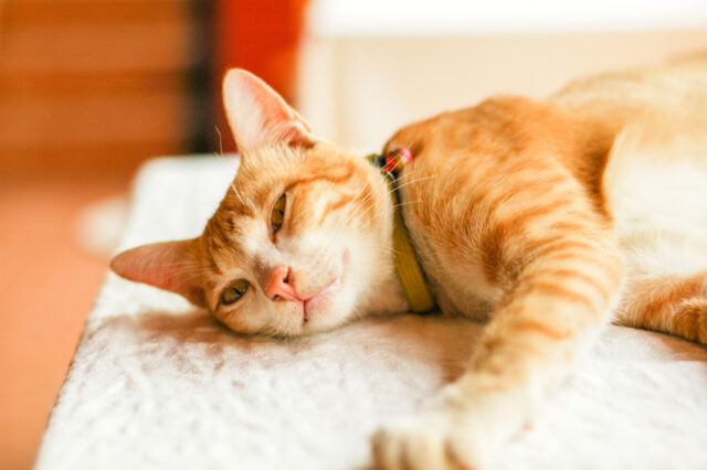 can cats eat nutritional yeast
