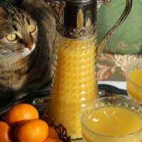 kediler portakal yiyebilir mi