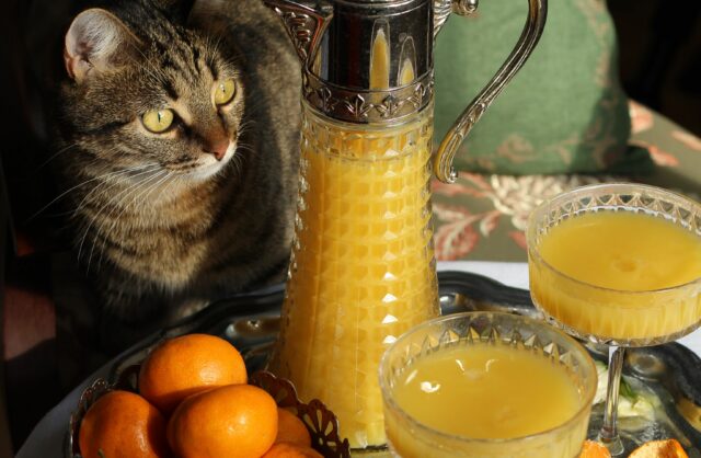 can cats eat oranges