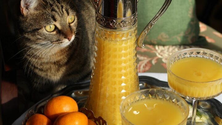 Can Cats Eat Oranges? Keep Your Eyes Peeled On This Tangy Treat!