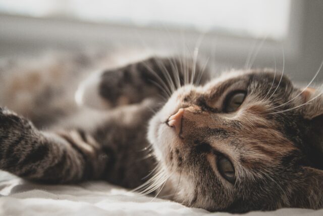can cats eat peanuts