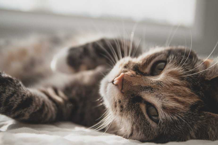 can cats eat peanuts