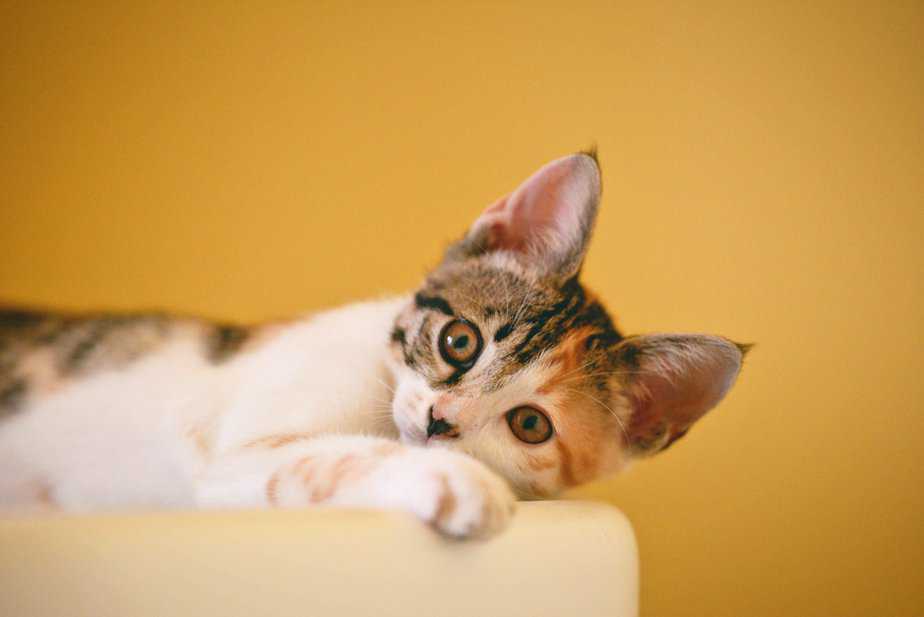 can cats eat pineapple