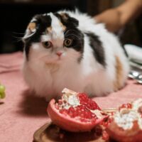 kediler nar yiyebilir mi