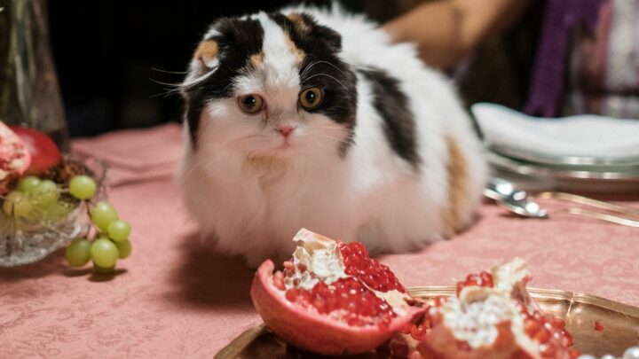 Can Cats Eat Pomegranate? Don’t Take The Risks For Granted!