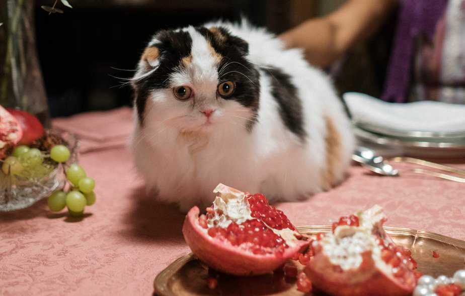 can cats eat pomegranate