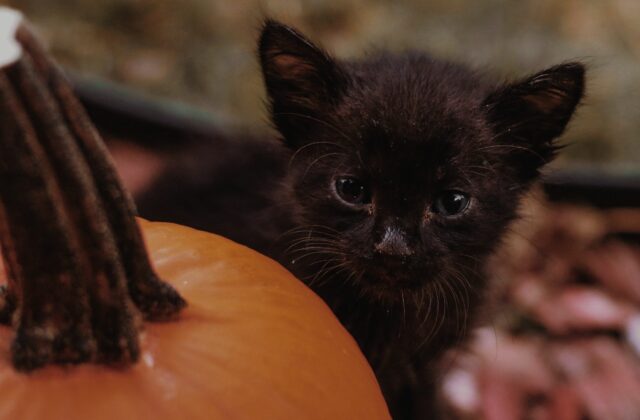 can cats eat pumpkin seeds