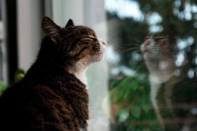 can cats eat spicy food