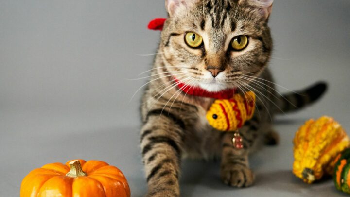 Can Cats Eat Squash? What’s The Deal With This Tasty Treat?