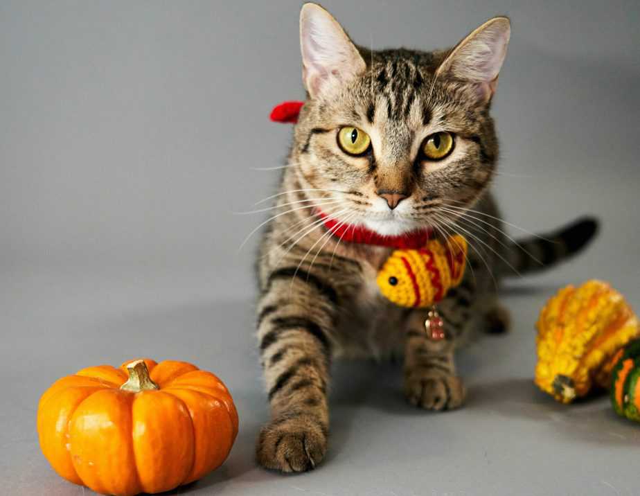can cats eat squash