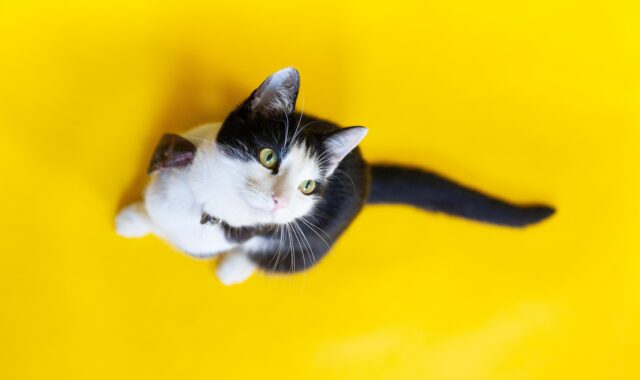 can cats eat string cheese