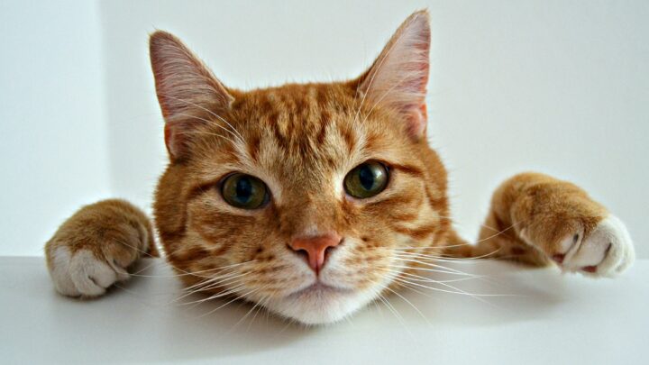 Kediler Sirke Yiyebilir mi? Bu Ekşi Çözüm Kedi Dostunuz İçin Güvenli mi? 