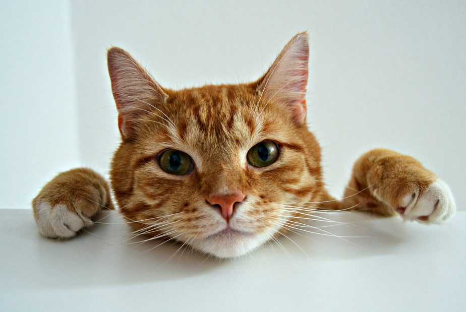 can cats eat vinegar
