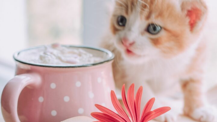 Kedilerin Puppuccinosu Olabilir mi? İşte Yavru Bardaklarla İlgili Miyavlamaya Değer Haberler!