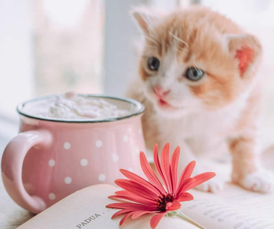can cats have puppuccinos