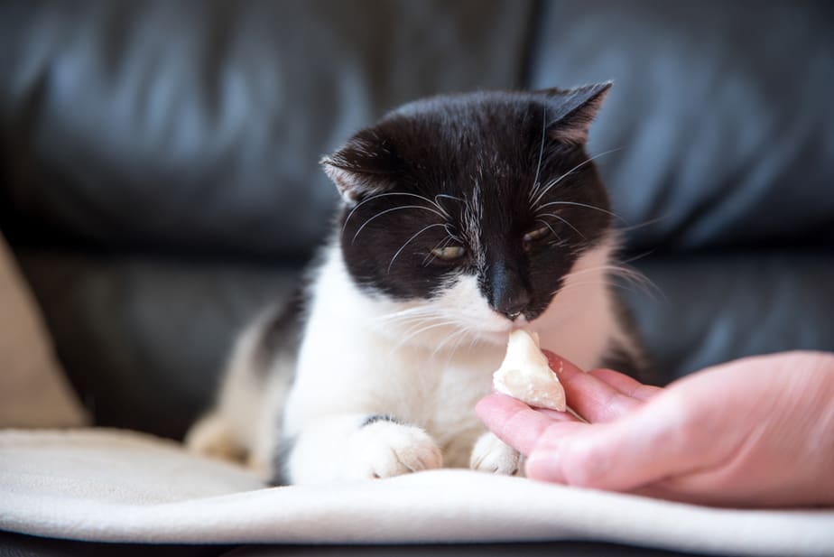 Can Cats Eat Goat Cheese? Here's What You Need To Know!