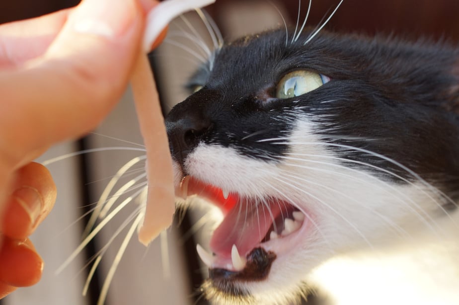 Can Cats Eat Bacon? The Bitter Truth About This Salty Treat!