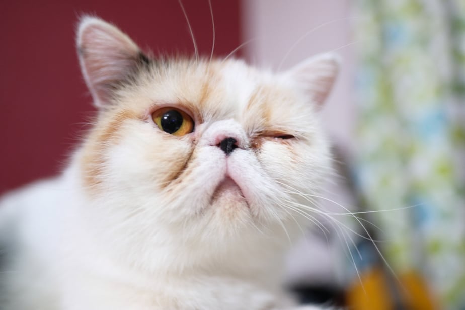 Kediler Tavuk Ciğeri Yiyebilir mi? Kediniz İçin Güvenli Bir İkram Mıdır?