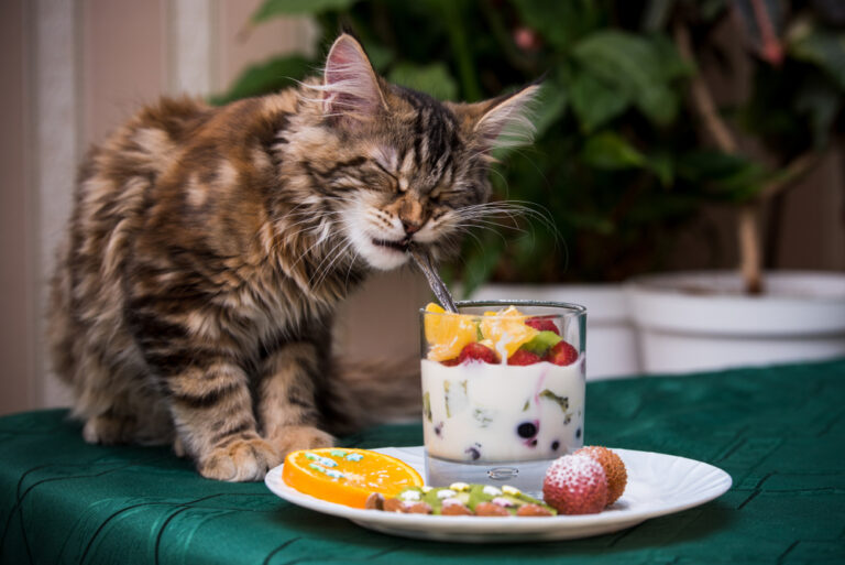 Can Cats Eat Grits? Does This Breakfast Option Get "Yay" Or "Nay"?