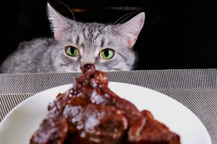 Can Cats Eat Steak? Does This Tasty Treat Have What It Takes?